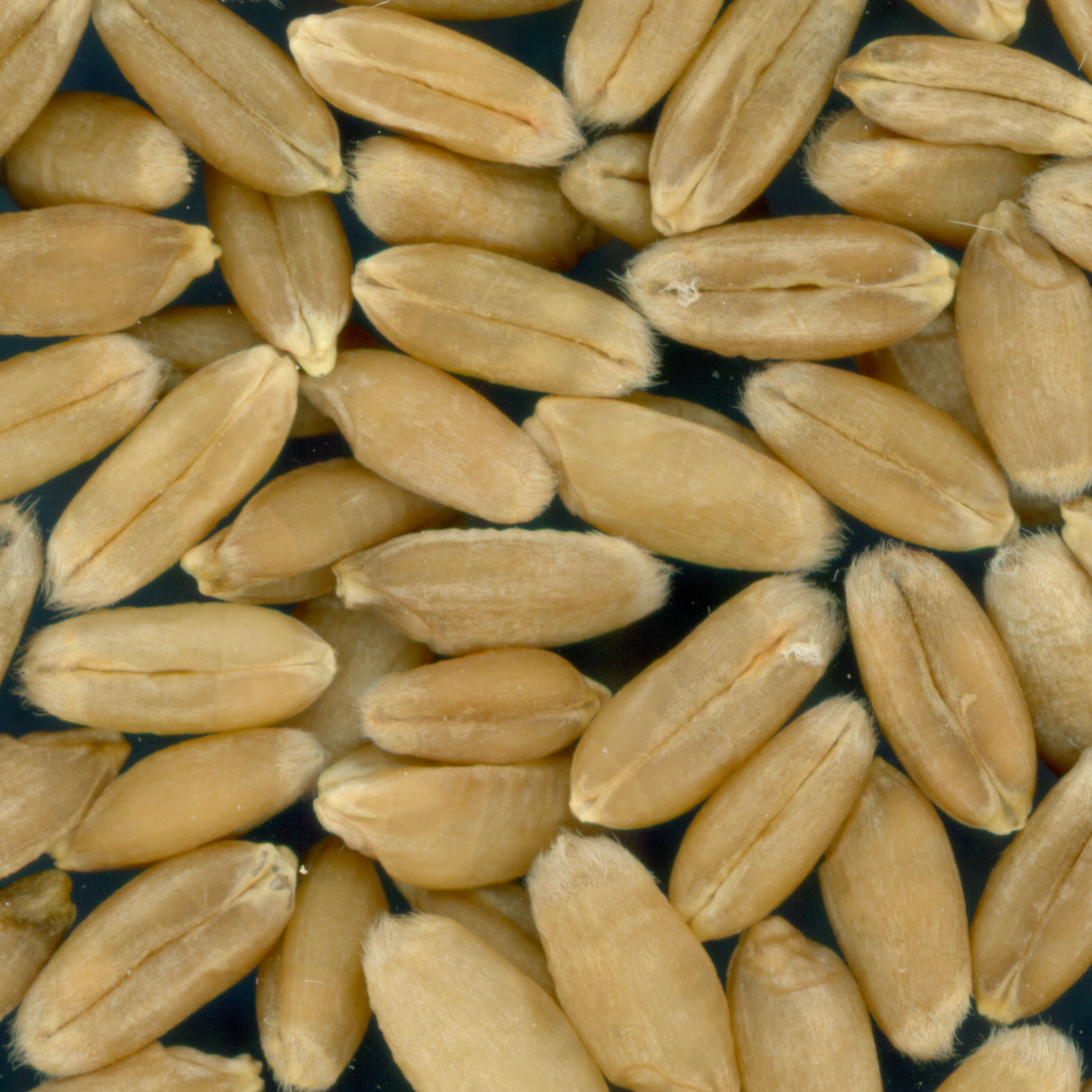 Click for 2 image(s) for this accession. KERNELS